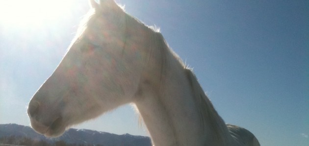 Lily