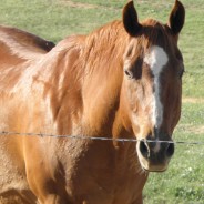 More Horses Need Help